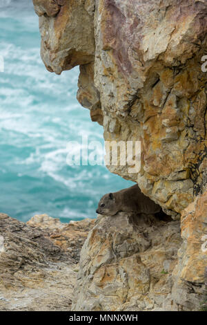 Rock dassie (klippschliefer) auf der Küstenlinie von Walker Bay, Hermanus, Südafrika Stockfoto