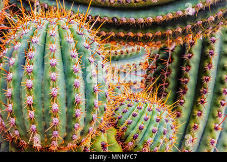 Argentinische Saguaro Kaktus, auch als Cardon grande Kaktus oder Echinopsis terscheckii bekannt Stockfoto