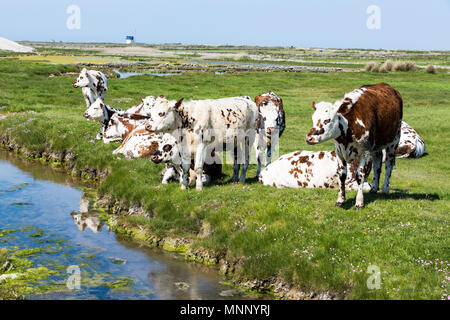 Typisch französische Landschaft mit Kühen auf der Wiese in der Nähe des Flusses, an einem schönen sonnigen Tag. Normande Rasse züchten. Normandie, Frankreich Stockfoto