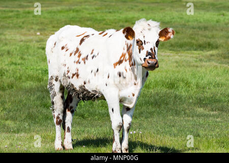 Kuh in einem Feld, auf Gras. Kuh auf der Weide im Freien, agriculrure. Normande Rasse züchten, aus der Normandie, Frankreich. Weiße und braune Kuh. Stockfoto