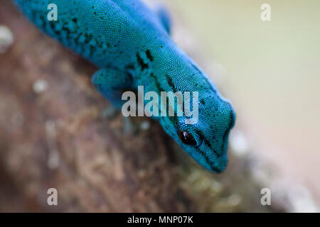 Blaue, elektrische Taggecko Stockfoto