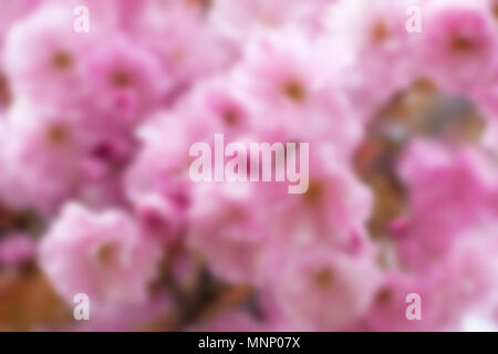 Hintergrund Unschärfe Zweig der rosa Kirschblüten, Sakura Stockfoto