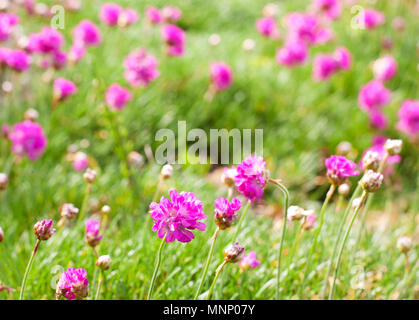 Rosa, Lila Blüten in das grüne Gras an einem sonnigen Tag. Konzept der Feder Stockfoto