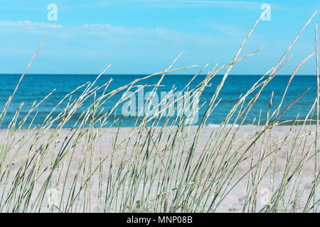Gras auf dem Hintergrund von Meer, Sand und Himmel, Strand Stockfoto