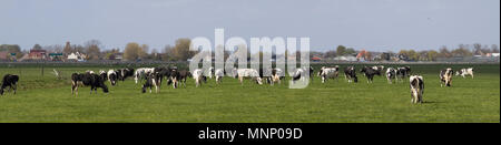 Panorama Foto von niederländischen Kühe auf der Weide Stockfoto