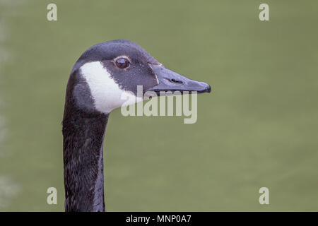 Kopf geschossen eine Graugans. Anser anser (Anatidae) gegen einen einfachen Hintergrund. Stockfoto