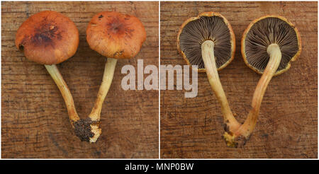 Hypholoma lateritium Pilz, der Auch als Backstein Gap bekannt Stockfoto