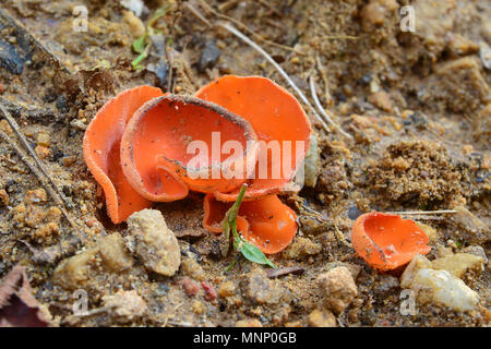 Aleuria aurantia Pilz, der auch als Orangenhaut Pilz bekannt Stockfoto