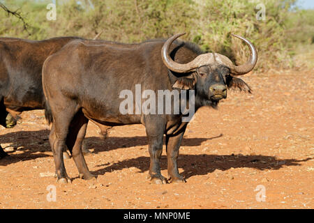 Großen männlichen Afrikanischen oder Kaffernbüffel (Syncerus Caffer), Südafrika Stockfoto