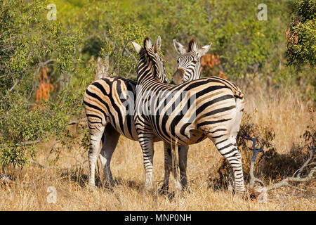 Ebenen Zebras (Equus burchelli) im natürlichen Lebensraum, Krüger Nationalpark, Südafrika Stockfoto