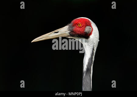 Porträt einer Weiß-naped Crane (Antigone vipio) auf schwarzem Hintergrund Stockfoto