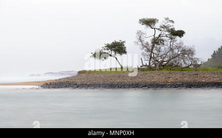 Bäume und Nebel und glatte Wasser Stockfoto