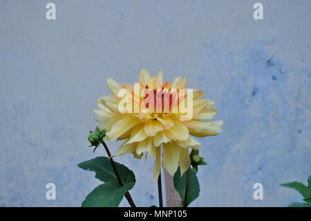 Eine einzigartige Gelbe fleurel Dahlia mit Red Centre Stockfoto