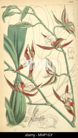 . Abbildung: Oncidium cariniferum (syn. Odontoglossum hastilabium var. fuscatum). 1856. Wahrscheinlich Walter Hood Fitch (1817-1892) del. et lith., diese Zeichnung nicht unterzeichnet. Beschreibung von William Jackson Hooker (1785-1865) 942 Oncidium Odontoglossum cariniferum (wie hastilabium var. fuscatum) - Curtis '82 (Ser. 3 Nr. 12) pl. 4919 (1856) Stockfoto