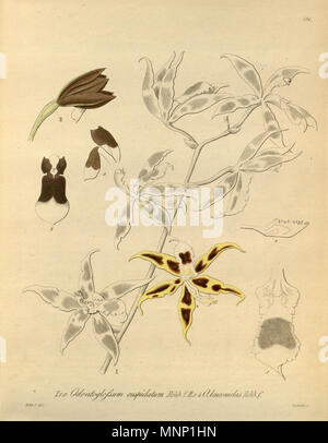 942 Oncidium × mulus (als Odontoglossum Cuspidatum) - Oncidium leucomelas (als Odontoglossum leucomelas) - xenia 2 pl 184 Stockfoto