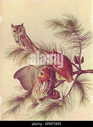. Englisch: Abbildung: megascops Asio (syn. Otus asio) von John James Audubon. John James Audubon (1785-1851) Alternative Namen Geburt Name: Jean-Jacques - Fougère Audubon Beschreibung amerikanische Ornithologe, Naturalist, Jäger und Maler Geburtsdatum / Tod 26. April 1785 vom 27. Januar 1851 Ort der Geburt / Todes Les Cayes (Haiti) New York City Standort Louisville, New Orleans, New York City, Florida Authority control: Q 182882 VIAF: 14765625 ISNI: 0000 0001 1040 5836 ULAN: 500016578 79018677 LCCN: n NLA: 35010139 WorldCat 950 Otus asio Audubon Stockfoto