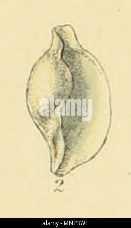 . Englisch: Ovula patula Wimpel (Bulla), als Simnia patula [1] angenommen. Aus illustrierten Index der britischen Tanks, Platte XX., Abb. 2. 1859. George Brettingham Sowerby II 951 Ovula patula (Sowerby) Stockfoto