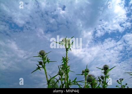 Garten stachelige Pflanze gegen den Himmel, Russland Stockfoto