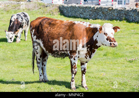 Kuh in einem Feld, auf Gras. Kuh auf der Weide im Freien, agriculrure. Normande Rasse züchten, aus der Normandie, Frankreich. Weiße und braune Kuh. Stockfoto