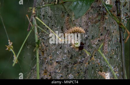 16. Mai 2018, Deutschland, Waiblingen: Raupen des vogelkirsche Hermelin (Yponomeuta evonymella) sind auf einem Baum an der Flussaue. Die Raupen des Hermelins motten Spinnen ihre feine Web-sites rund um Pflanzen und Ästen jedes Frühjahr. Foto: Marijan Murat/dpa Stockfoto