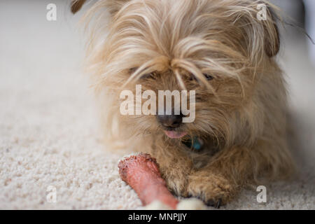 Kleine braune Hund die Zunge heraus haften mit Knochen auf dem Boden vor der Stockfoto