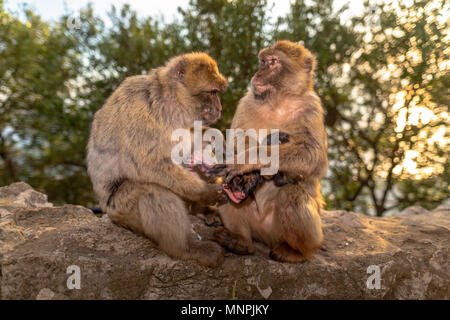 Macaque Affen in Gibraltar Naturschutzgebiet bei Sonnenuntergang. Stockfoto