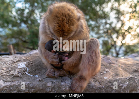 Macaque Affen in Gibraltar Naturschutzgebiet bei Sonnenuntergang. Stockfoto