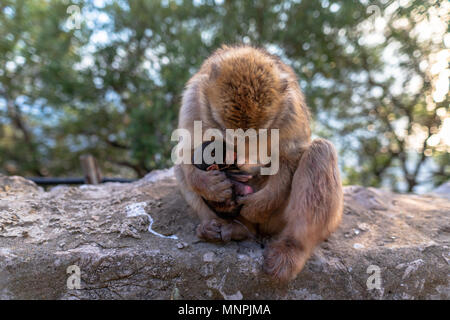 Macaque Affen in Gibraltar Naturschutzgebiet bei Sonnenuntergang. Stockfoto