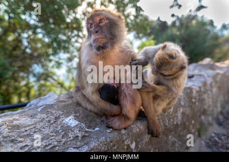 Macaque Affen in Gibraltar Naturschutzgebiet bei Sonnenuntergang. Stockfoto