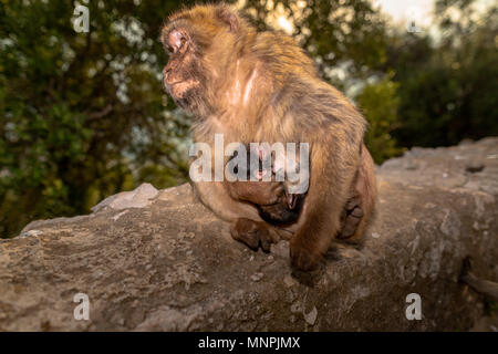 Macaque Affen in Gibraltar Naturschutzgebiet bei Sonnenuntergang. Stockfoto