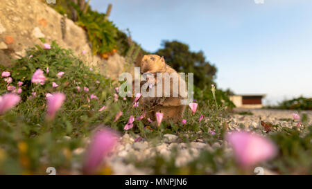 Macaque Affen in Gibraltar Naturschutzgebiet bei Sonnenuntergang. Stockfoto