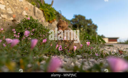 Macaque Affen in Gibraltar Naturschutzgebiet bei Sonnenuntergang. Stockfoto