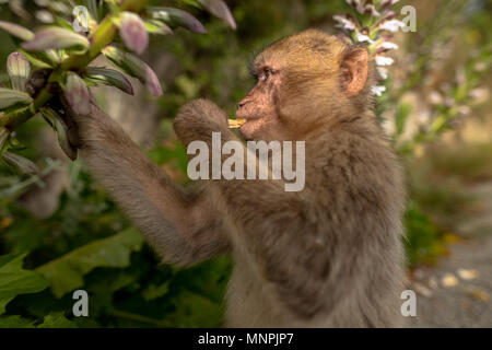 Macaque Affen in Gibraltar Naturschutzgebiet bei Sonnenuntergang. Stockfoto