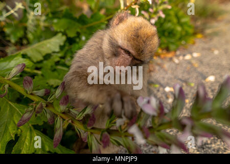 Macaque Affen in Gibraltar Naturschutzgebiet bei Sonnenuntergang. Stockfoto