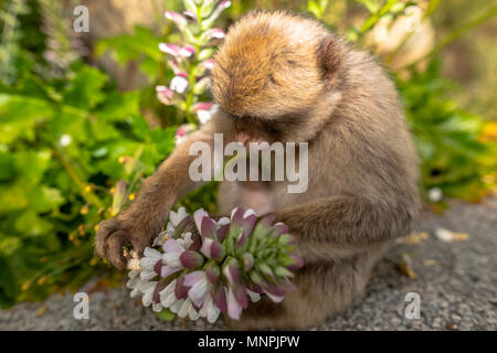 Macaque Affen in Gibraltar Naturschutzgebiet bei Sonnenuntergang. Stockfoto