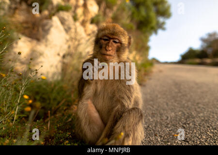 Macaque Affen in Gibraltar Naturschutzgebiet bei Sonnenuntergang. Stockfoto