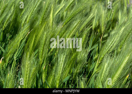 Grüne Gras poaceae natürliche kreative abstrakte Textur und Muster Hintergrund. Close Up, selektiver Fokus Stockfoto