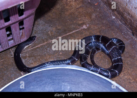 Indische common krait Schlange in das Haus in der Nacht gefunden und allgemein Lebensraum in der Nähe der menschlichen Bewohner. Stockfoto
