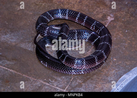 Indische common krait Schlange in das Haus in der Nacht gefunden und allgemein Lebensraum in der Nähe der menschlichen Bewohner. Stockfoto