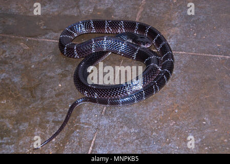 Indische common krait Schlange in das Haus in der Nacht gefunden und allgemein Lebensraum in der Nähe der menschlichen Bewohner. Stockfoto