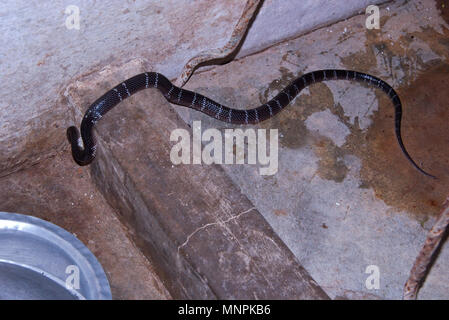 Indische common krait Schlange in das Haus in der Nacht gefunden und allgemein Lebensraum in der Nähe der menschlichen Bewohner. Stockfoto