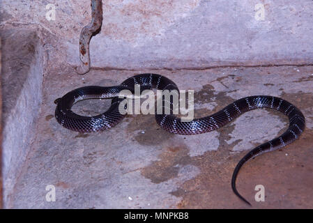 Indische common krait Schlange in das Haus in der Nacht gefunden und allgemein Lebensraum in der Nähe der menschlichen Bewohner. Stockfoto