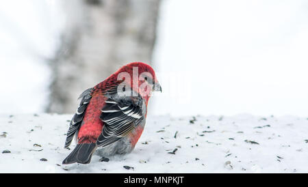 Pine Grosbeak feiern das neue Jahr durch den Verzehr von Samen auf dem Schnee Stockfoto