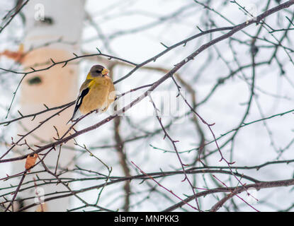 Weibliche Abend Grosbeak Vogel Celebratig Neues Jahr von Minus 25 Grad Celsius Stockfoto