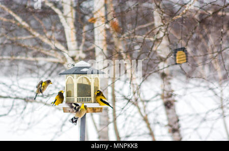 Abend Grosbeaks Vögel Celebratig Neues Jahr von Minus 25 Grad Celsius Stockfoto