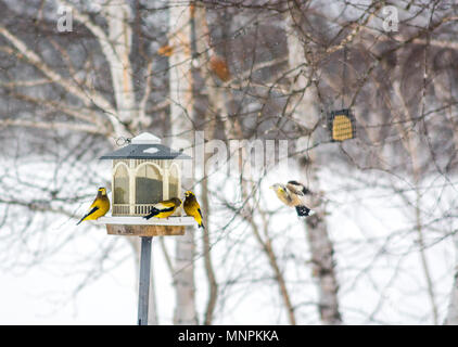 Abend Grosbeaks Vögel Celebratig Neues Jahr von Minus 25 Grad Celsius Stockfoto