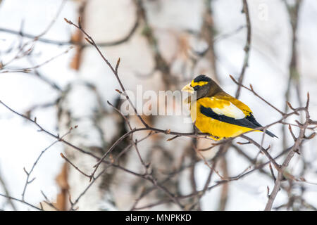 Männliche Abend Grosbeak Vogel Celebratig Neues Jahr von Minus 25 Grad Celsius Stockfoto