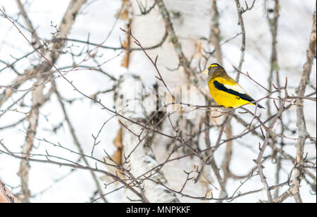 Männliche Abend Grosbeak Vogel Celebratig Neues Jahr von Minus 25 Grad Celsius Stockfoto