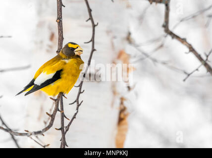 Männliche Abend Grosbeak Vogel Celebratig Neues Jahr von Minus 25 Grad Celsius Stockfoto