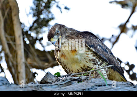 Cooper's Hawk Verschlingt ein Riesenrodent Stockfoto